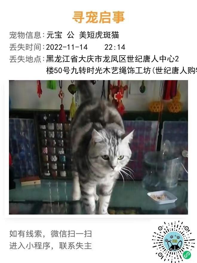 黑龙江省大庆市龙凤区“有偿寻猫”-“美短虎斑猫”