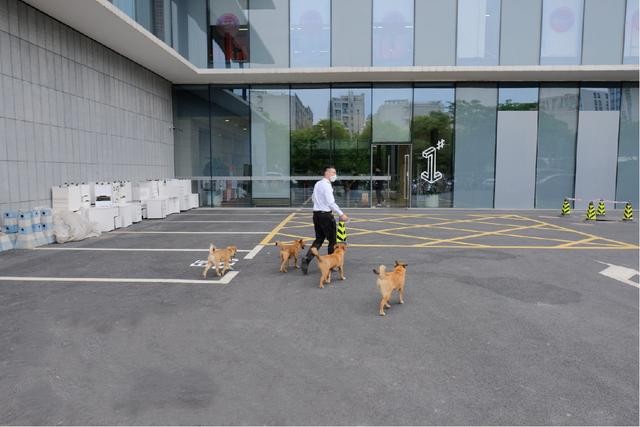 流浪狗入职阿里成为园区巡逻犬食堂管饭真正的狗生巅峰