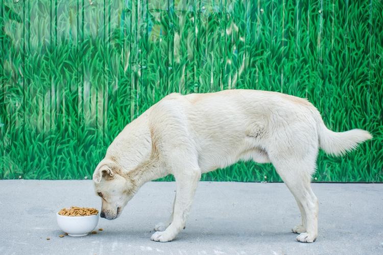 养大型犬就是害人害已吗看完这个再说也不迟