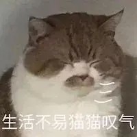 猫会嫌弃主人穷吗