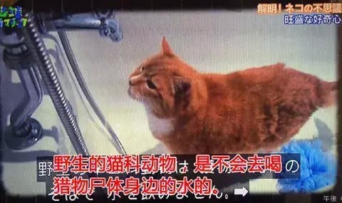 猫为什么不爱喝放在猫粮旁边的水原来……