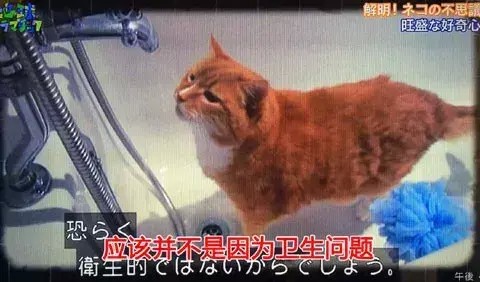 猫为什么不爱喝放在猫粮旁边的水原来……