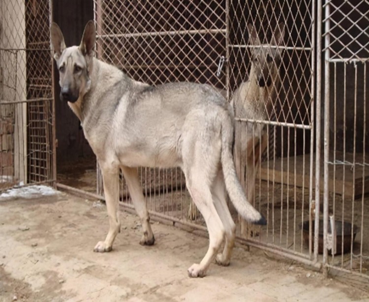 自从养了狼青犬就不想养其它狗狗了