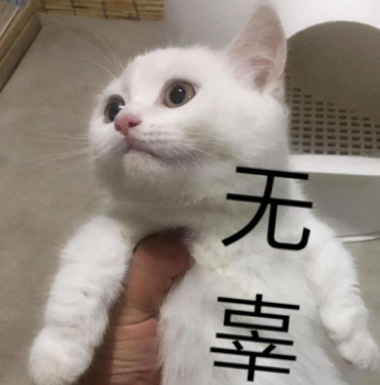 猫咪不给抱还老是跟着我原因竟然是这些