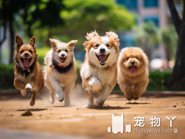 拉布拉多犬，可以长多大？