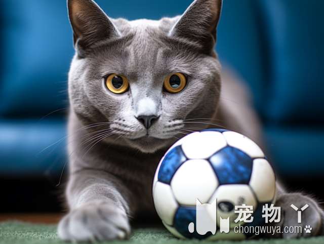 尾巴扫把猫是什么品种？